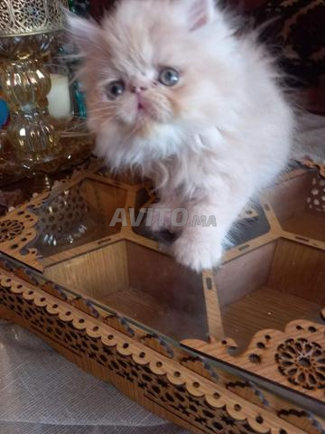 قط فارسي - 2