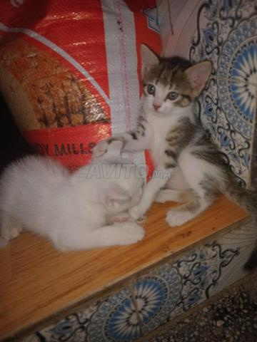 قطط صغيرة للتبني، لمن يهتم بها 🐱❤️ - 2