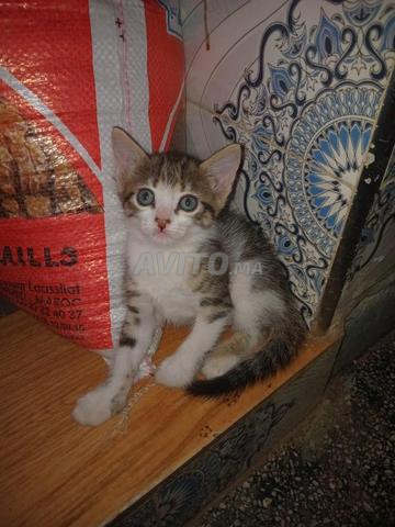 قطط صغيرة للتبني، لمن يهتم بها 🐱❤️
