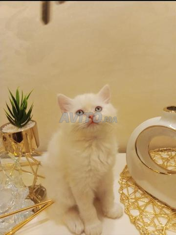Deux chatons femelles à vendre - 2