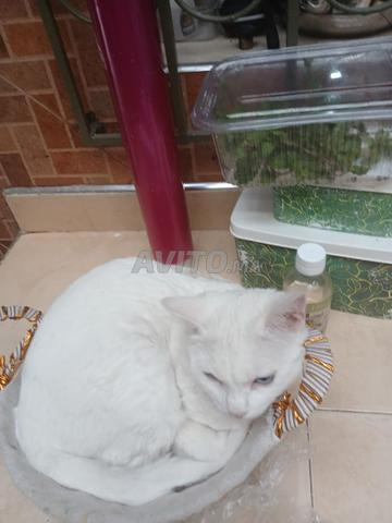 Chat Angora Turc (femelle) - 2