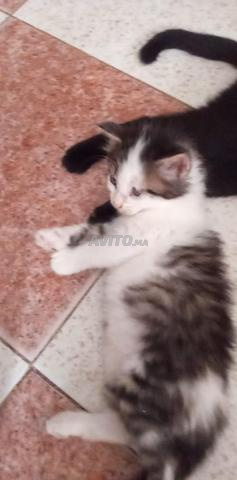Adoption chats - 2