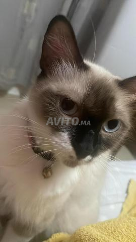 Chat Ragdoll pur très doux - 2