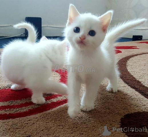 Angora Turc - 2