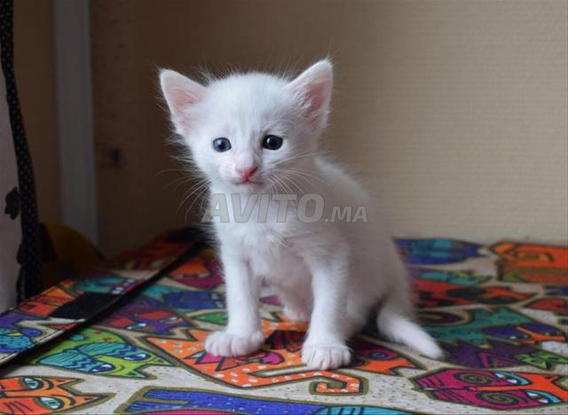 Angora Turc - 2