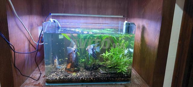 Aquarium complet équipé avec poissons Scalaires - 2