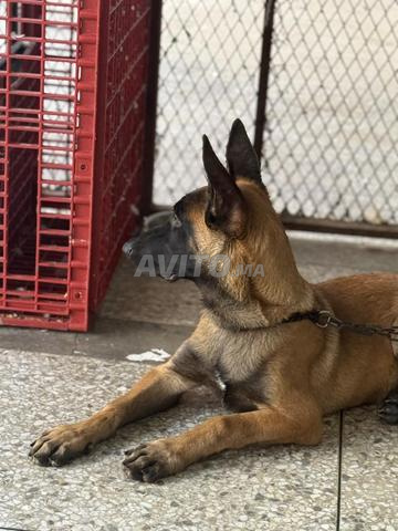 Chiot Malinois Charbonnier - 2