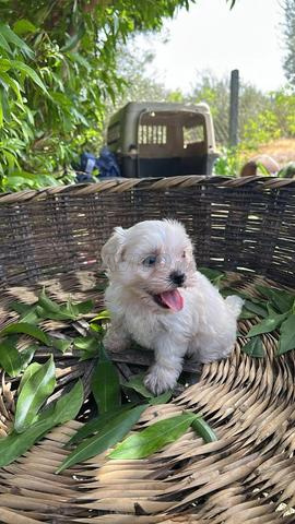 Bichon Maltais - 2