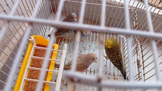 Oiseaux perruches mutations apline - cinnamon - yellowface - 2