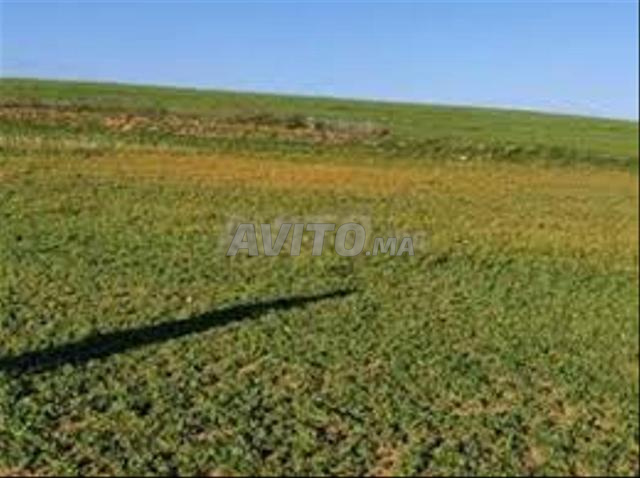 أراضٍ محفظة وفيلات – بير جديد - 2