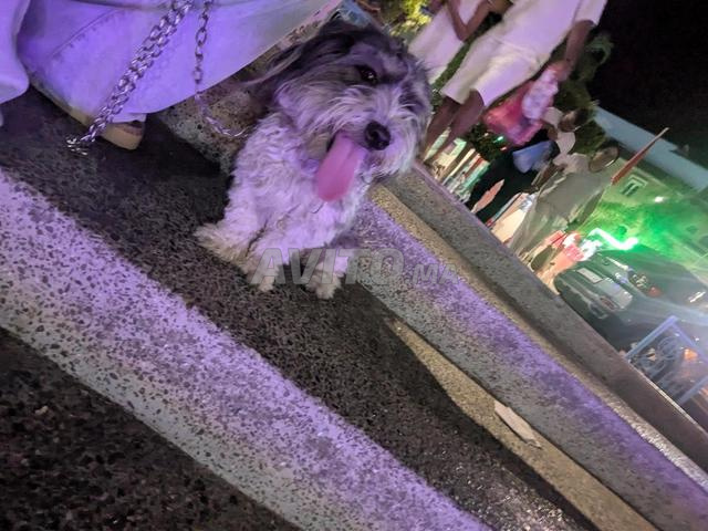Chien à vendre - 2