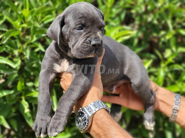 Cane Corso mâle