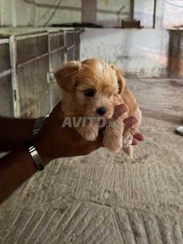 chiots bichon havanais