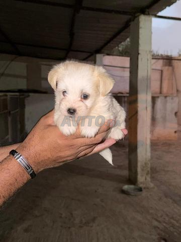 chiots bichon havanais - 2