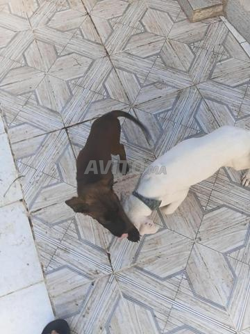 جرو دوغ أرجنتيني عمره 65 يومًا - 2