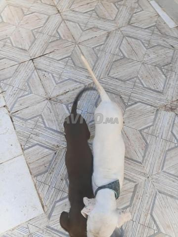 Chiot Dogue Argentin 65 jours - 2
