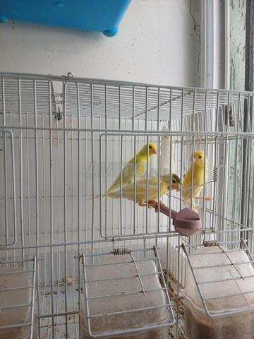 كناري أصفر بصحة جيدة - 2