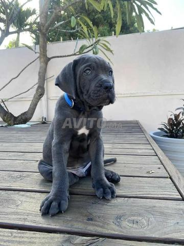 Mâle Cane Corso - 2