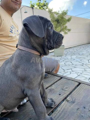 Mâle Cane Corso