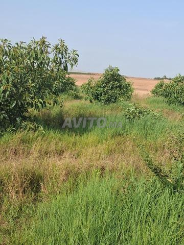 إقليم الخميسات جماعة المصغرة. (قرب أيت يدين). - 2