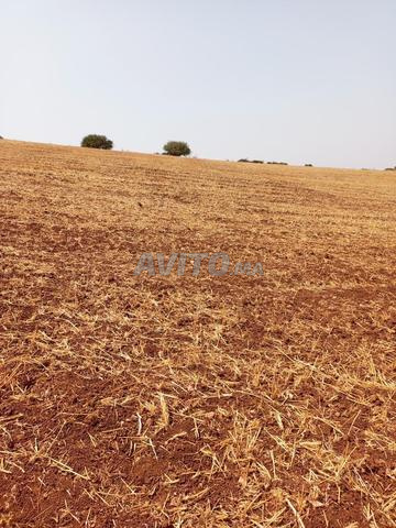 vente terrain Agricole 40 hectares - 2