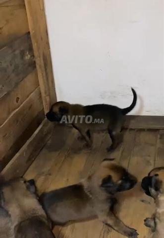 Chiots malinois