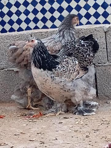 براهما ملون عمره 6 أشهر - 2