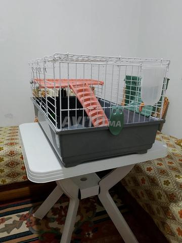 cage métallique pour lapin - 2