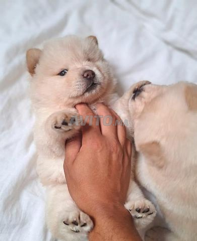 Chiots chow chow disponibles - 2