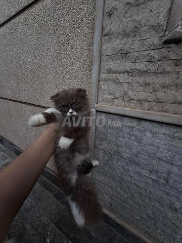 Scottish Fold Highland chocolat et blanc - 2