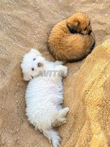 🐶 جروة صغيرة رائعة للحجز - 2