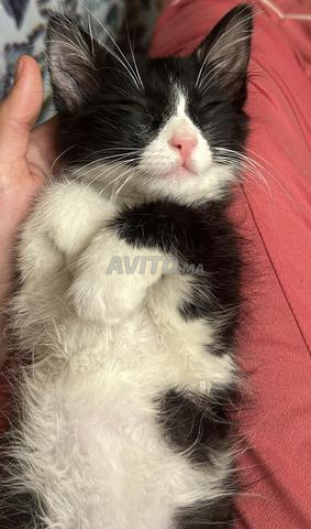 🐾 CHATONNE TOXIDO À L’ADOPTION GRATUITEMENT 🐾 - 2
