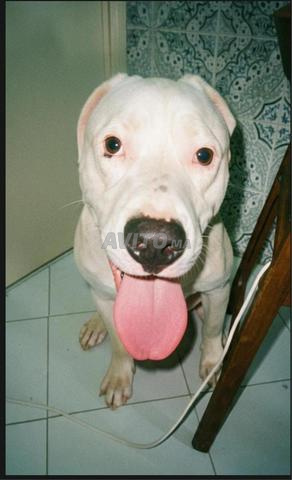 Chien Dogo Argentino pur à vendre - 2