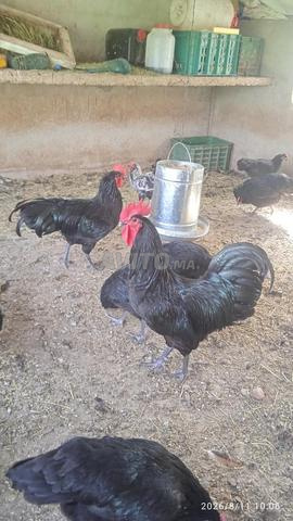 🐓 Australope - 2