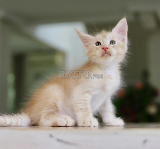 Chaton avec pedigree WCF