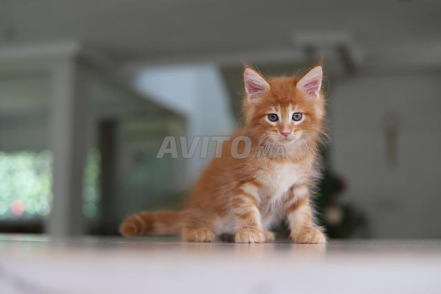 Chaton avec pedigree WCF