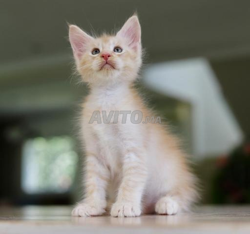 Chaton avec pedigree WCF