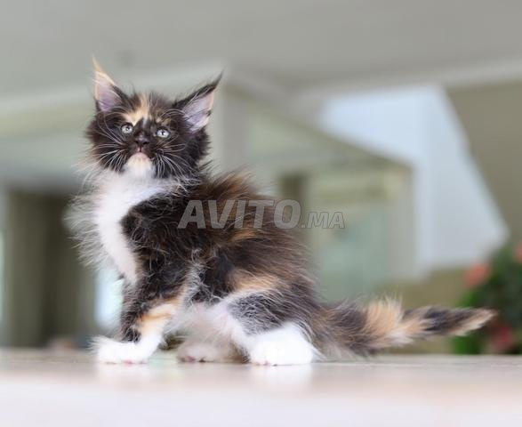 Chaton avec pedigree wcf