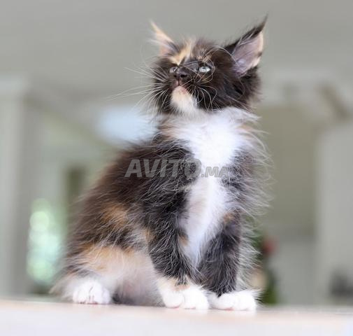 Chaton avec pedigree wcf