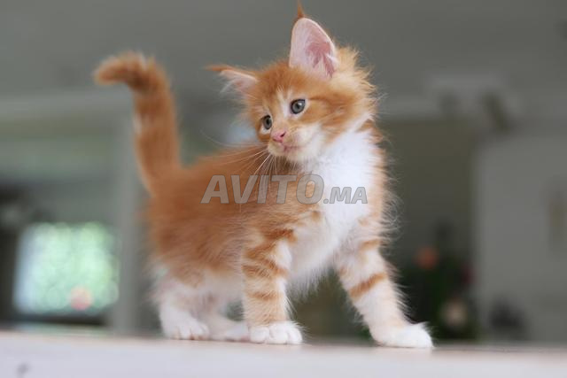 Chaton avec pedigree WCF
