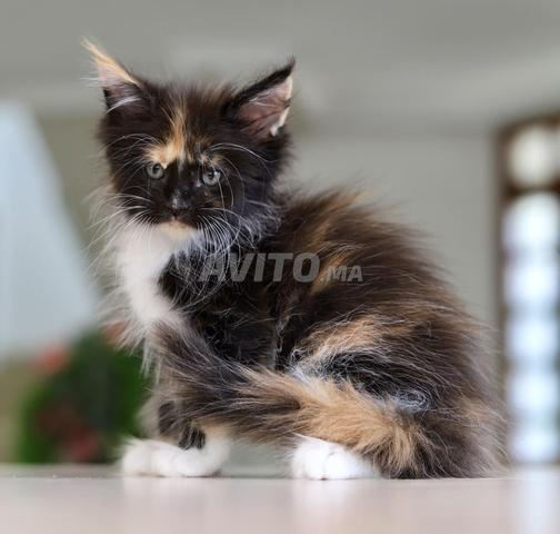 Chaton avec pedigree wcf