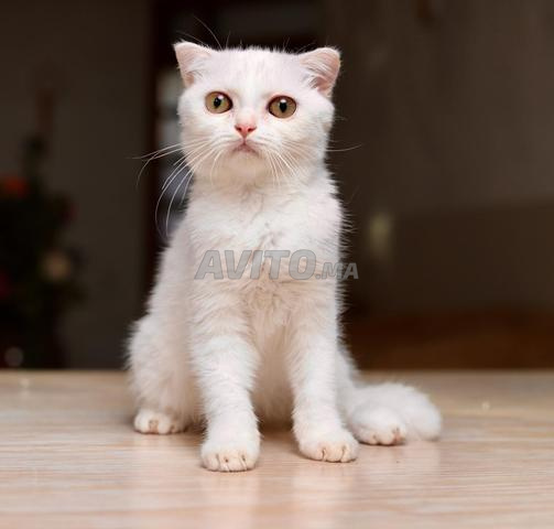 Chaton avec pedigree WCF