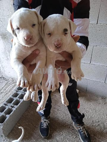 Petits chiots argentés à vendre - 2