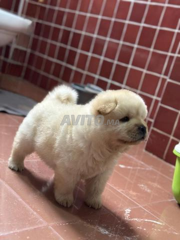 Mâle chowchow - 2