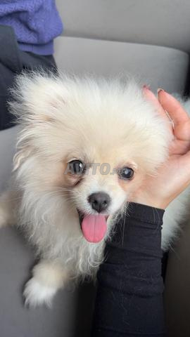 Spitz Pomeranian à vendre - 2