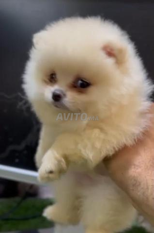 Spitz Pomeranian