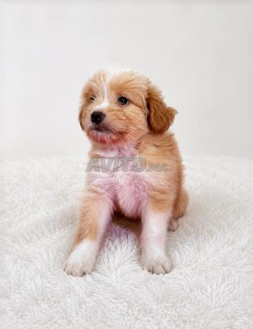 Chiots Bichon Maltais - 2