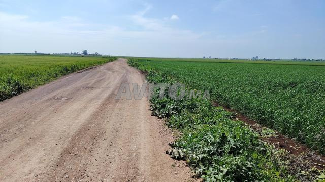 أراضي ومزارع مرخصة في منطقة بير الجديد - 2