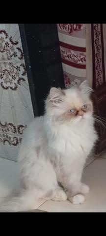 Chatte Himalayenne - 2