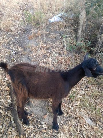 Chèvre, sa fille et un chevreau - 2